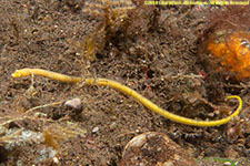 pipefish