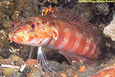 sandperch