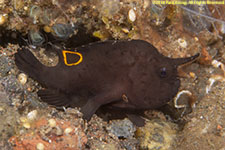 frogfish