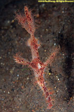 ghost pipefish