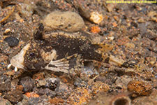 scorpionfish