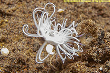 nudibranch