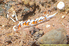 nudibranch