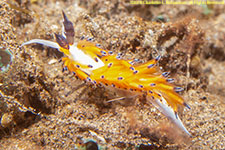 nudibranch