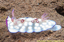 nudibranch