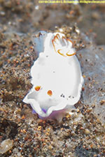 nudibranch