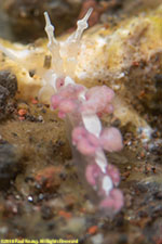 nudibranch