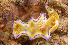 nudibranch