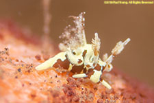 nudibranch