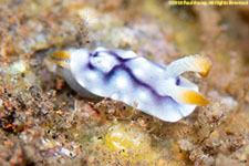 nudibranch