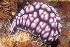 nudibranch