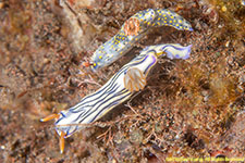 two nudibranchs