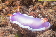 nudibranch