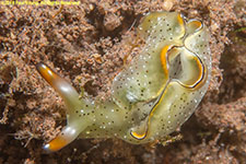 sea slug