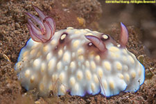 nudibranch