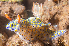 nudibranch