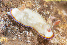 nudibranch