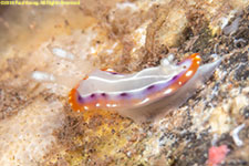 nudibranch