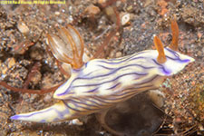 nudibranch