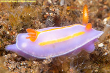 nudibranch