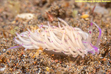 nudibranch