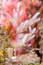 nudibranch