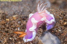 nudibranch