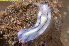 nudibranch