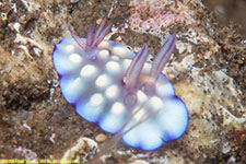 nudibranch