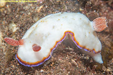 nudibranch