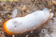 nudibranch