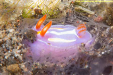 nudibranch