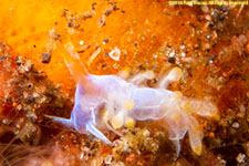 nudibranch