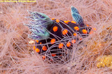 nudibranch