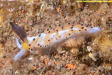 nudibranch