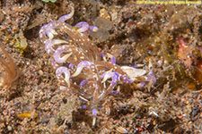 nudibranch