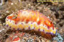 nudibranch