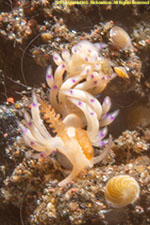 nudibranch