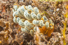 nudibranch