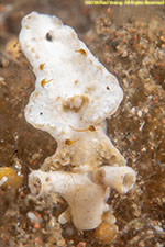 nudibranch