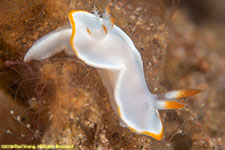 nudibranch