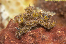 nudibranch