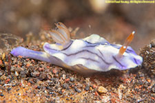 nudibranch