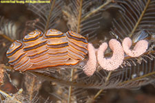 nudibranch and egg veil