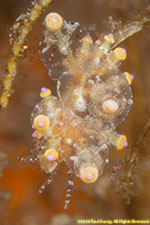 nudibranch