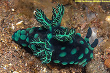 nudibranch