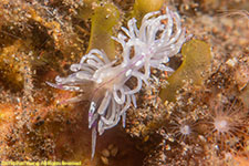 nudibranch