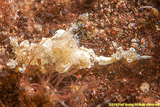 two nudibranchs