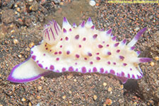 nudibranch