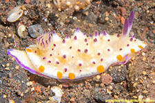 nudibranch